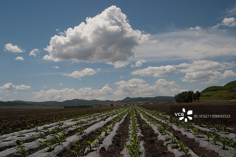 黑龙江省佳木斯市桦南县农田图片素材