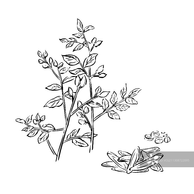 甘草线稿图片素材
