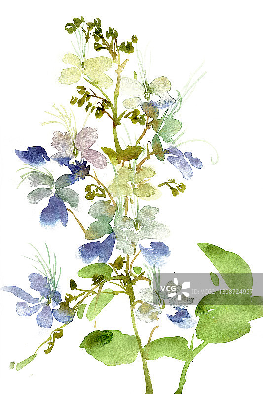 淡雅的蓝雪花图片素材