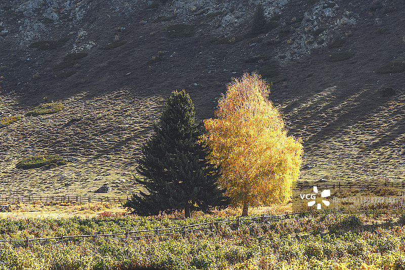 可可托海的夫妻树图片素材