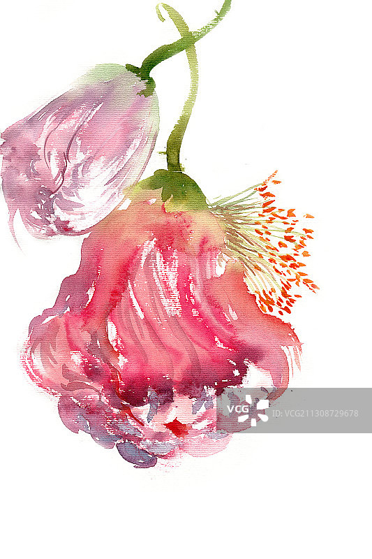 下垂的虞美人图片素材