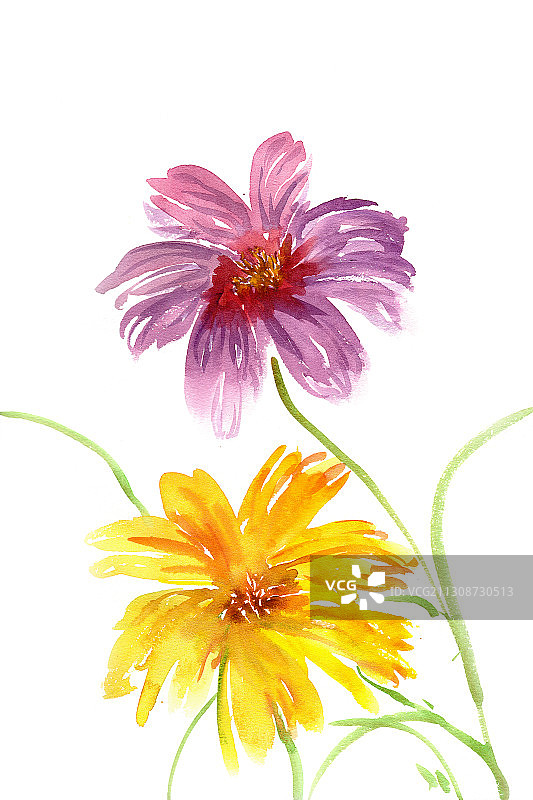 紫色与黄色的非洲菊图片素材