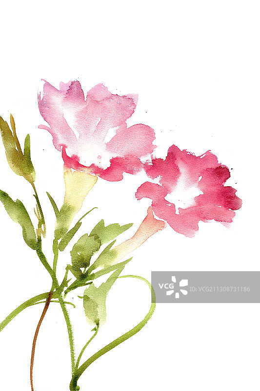 红色的喇叭花图片素材