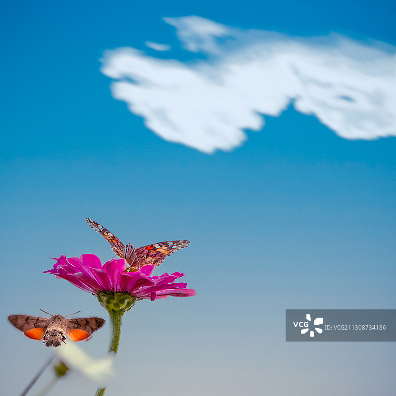 昆虫与花朵，同在一片蓝天下图片素材