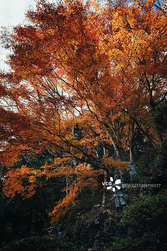 高尾山 / Takao Mountain图片素材