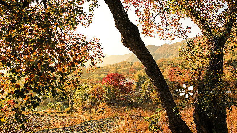 塔川秋色图片素材