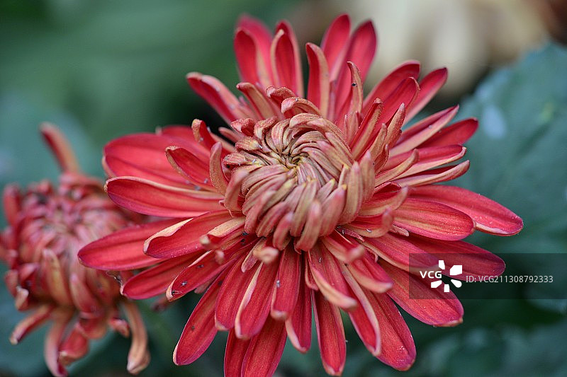 深秋菊韵。成都市人民公园秋菊菊花展，形态各异的各色菊花图片素材