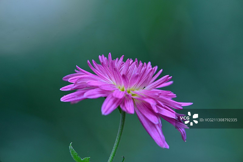 深秋菊韵。成都市人民公园秋菊菊花展，形态各异的各色菊花图片素材