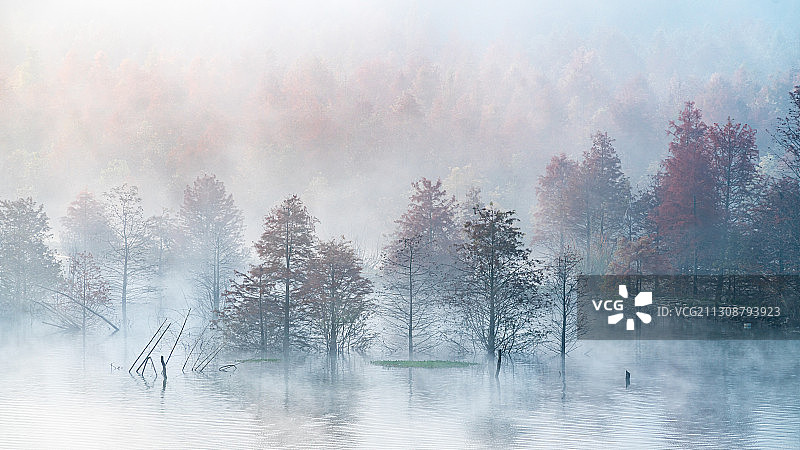 湖泊雾水杉树林秋天-1图片素材