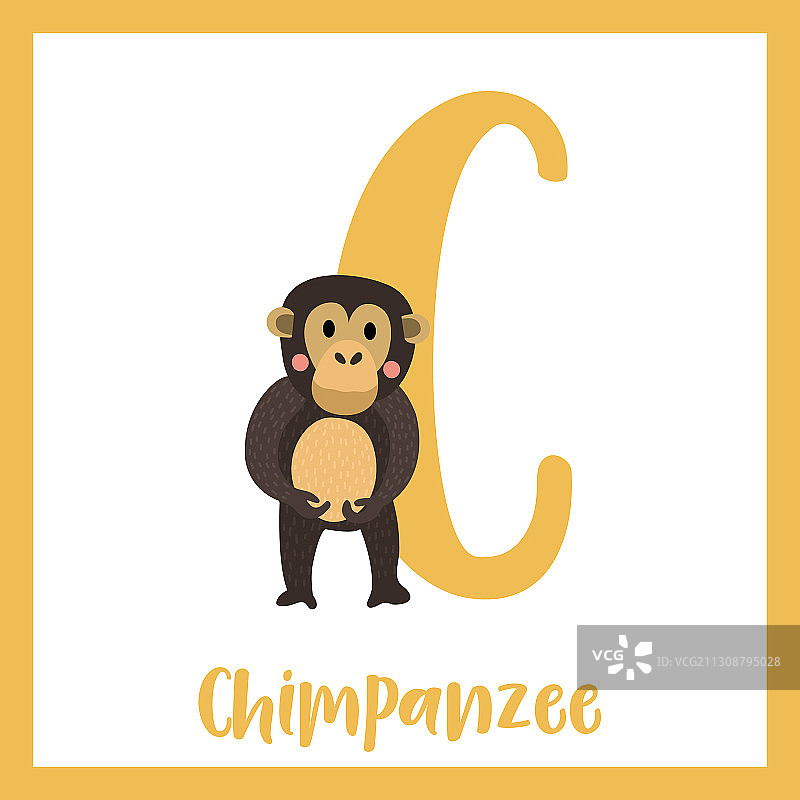 字母C词汇：站立的黑猩猩图片素材