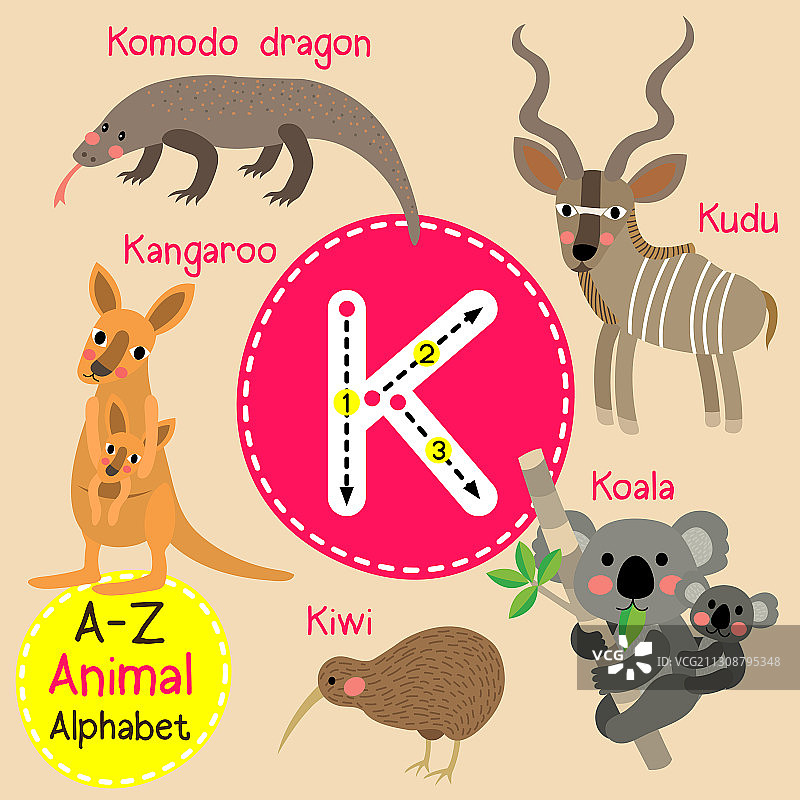 字母K描摹：袋鼠、猕猴桃、考拉、科莫多图片素材
