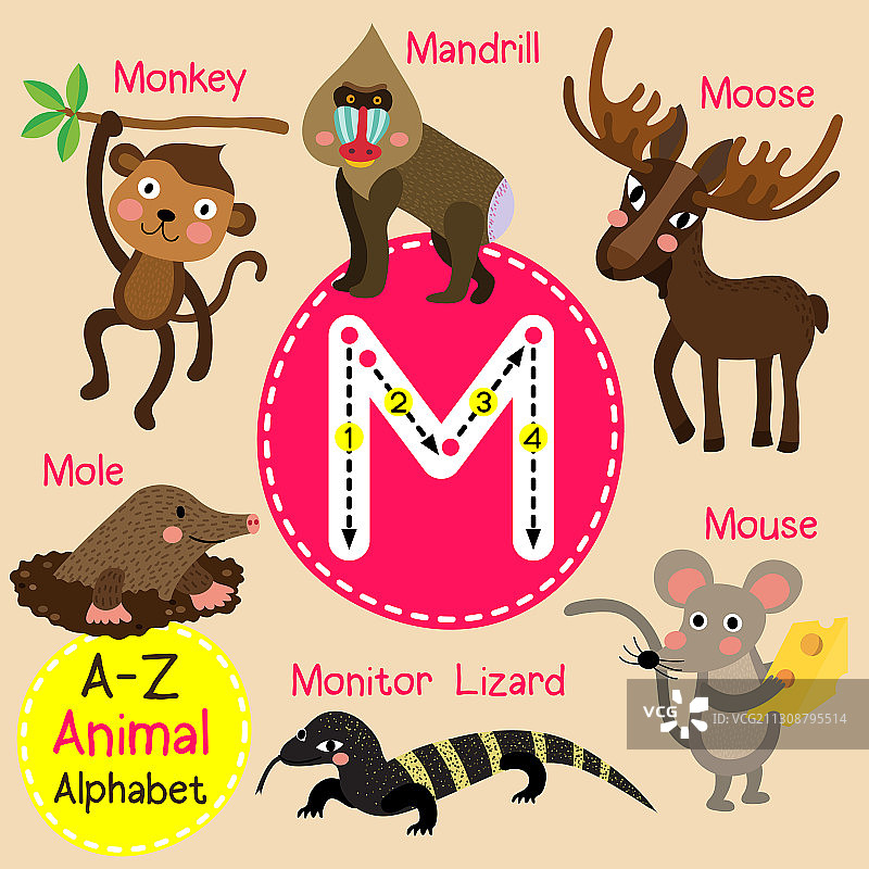 字母M追踪猴子、老鼠、鼹鼠、蜥蜴图片素材