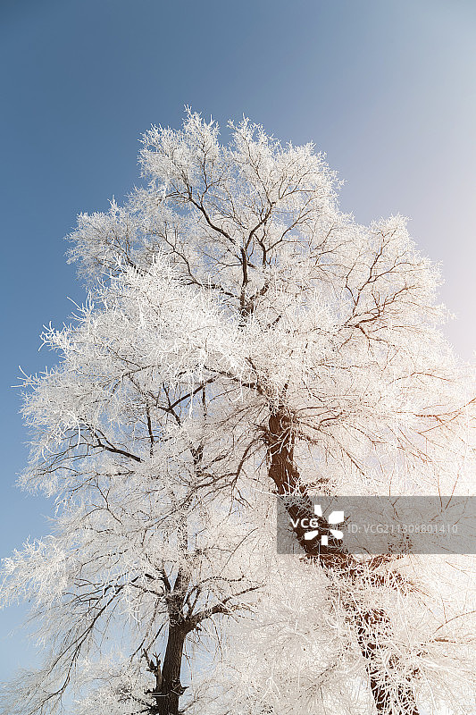 中国吉林雾凇岛风景区冬季雾凇树挂低视角图图片素材