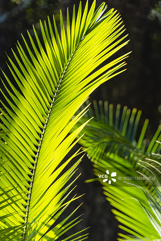 假槟榔图片素材