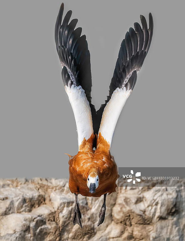 赤麻鸭图片素材