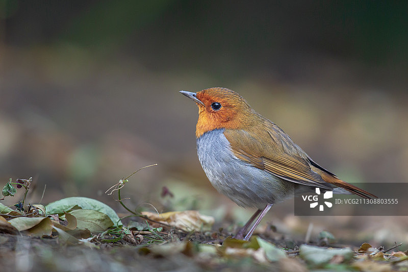 日本歌鸲 Japanese Robin图片素材