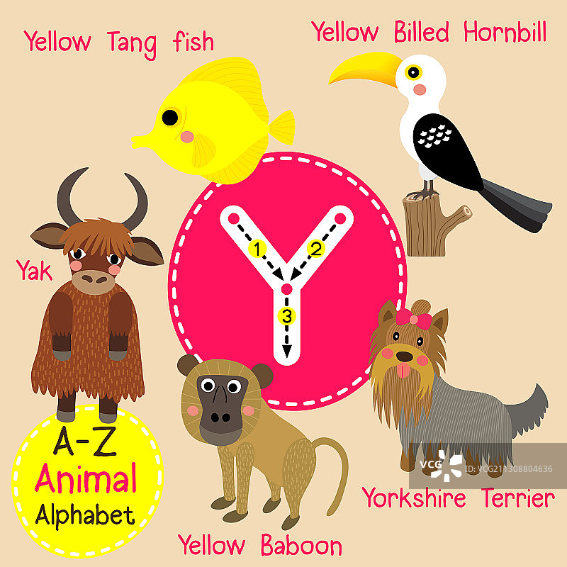 字母Y：牦牛、约克夏犬、黄色图片素材