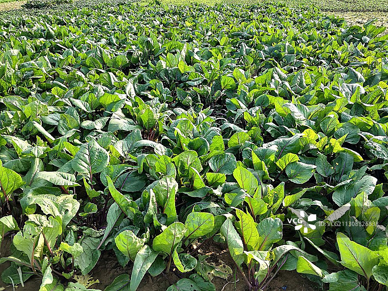 蔬菜大县云梦，冬日蔬菜绿油油图片素材