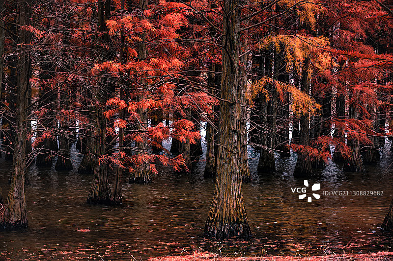 止马岭红杉林+南京六合图片素材