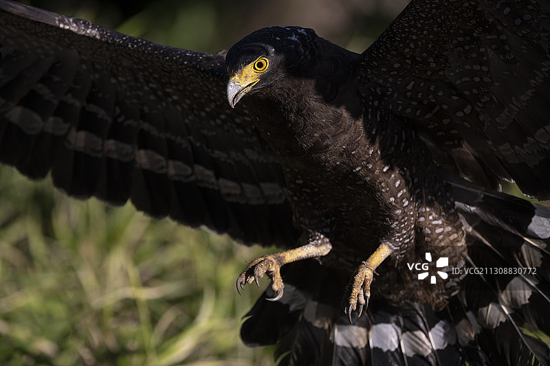 大冠鹫幼鸟，中国台湾阳明山公园图片素材