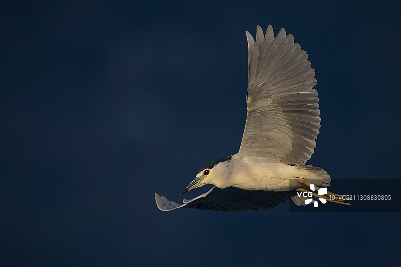 夜鹭，台湾碧潭湾图片素材