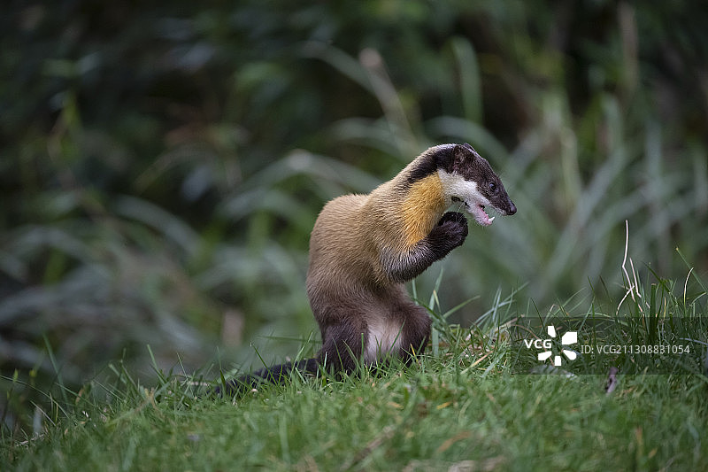 台湾或台湾黄喉貂，黄喉貂，阿里山游憩林，台湾图片素材