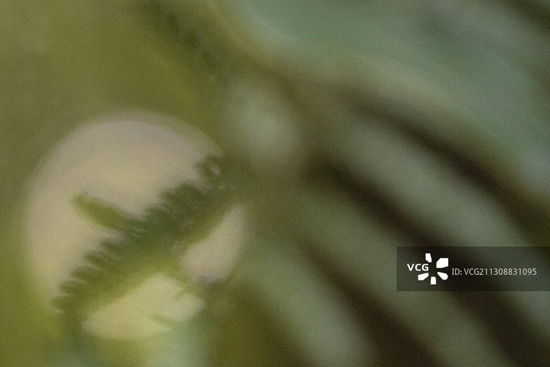 台湾大雪山游憩林蕨类植物图片素材