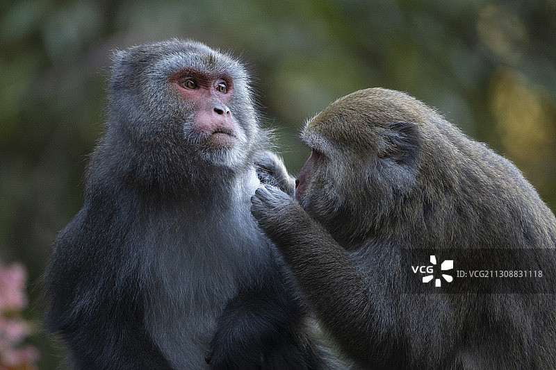 台湾岩猕猴，独眼猕猴或台湾猕猴，阿里山游憩森林，台湾图片素材