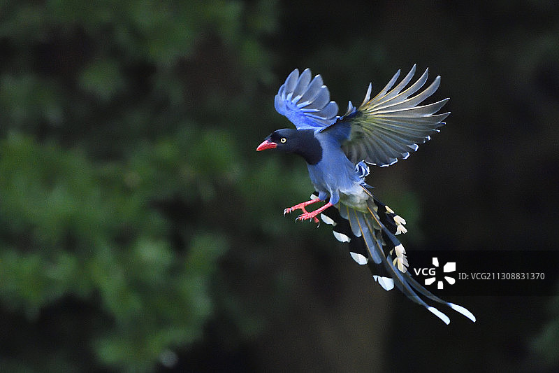 中国台湾蓝鹊图片素材