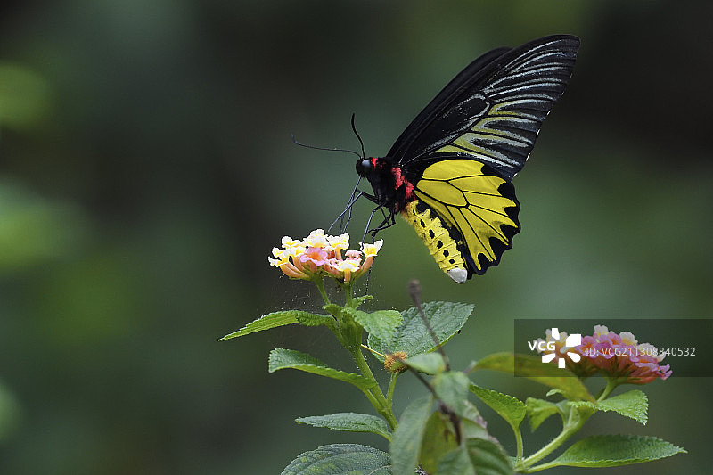 金裳凤蝶，中国台湾垦丁公园社顶森林公园图片素材