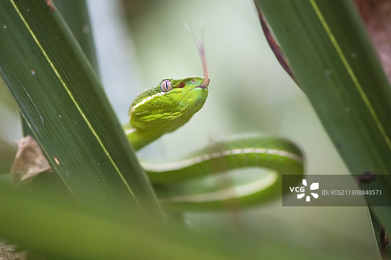 中国台湾竹叶青蛇，垦丁公园图片素材