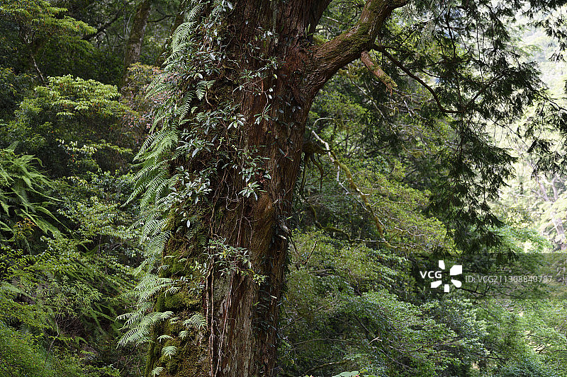 红桧柏树，台湾花柏，拉拉山森林保护区，巴陵，中国台湾图片素材