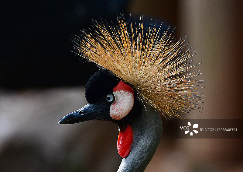 东非冠鹤又名灰冠鹤头部特写图片素材