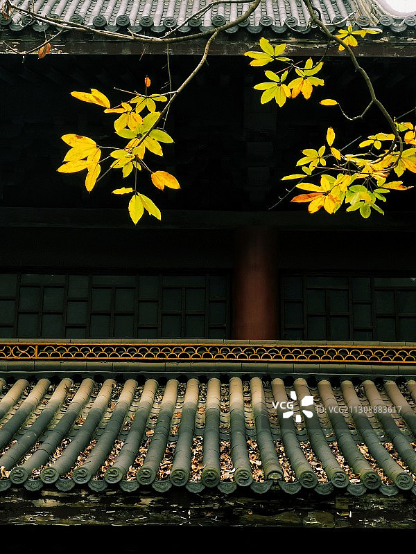 黄叶几片古寺秋 虽过小雪节气，然古寺秋意盎然。手机拍摄。图片素材