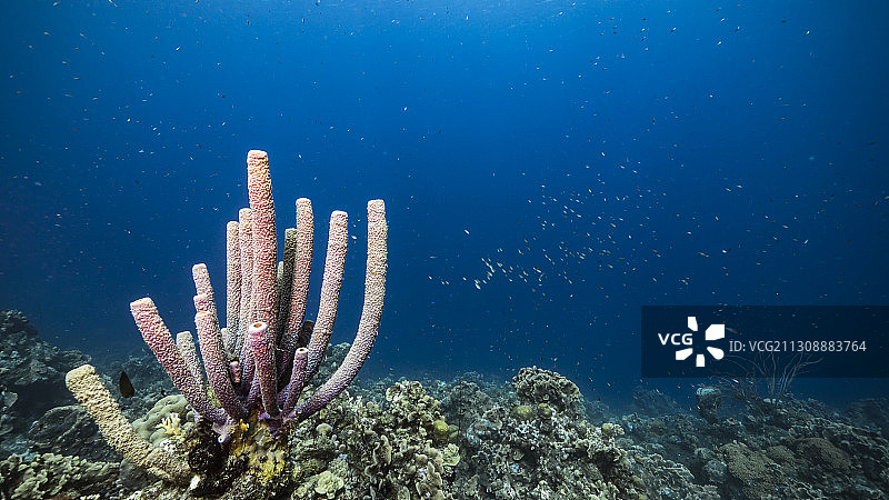 海中珊瑚的特写图片素材