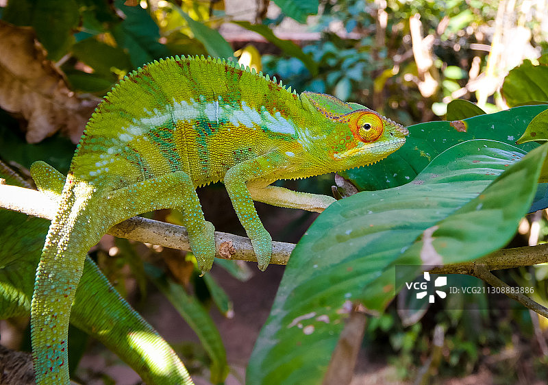 植物上的变色龙特写图片素材