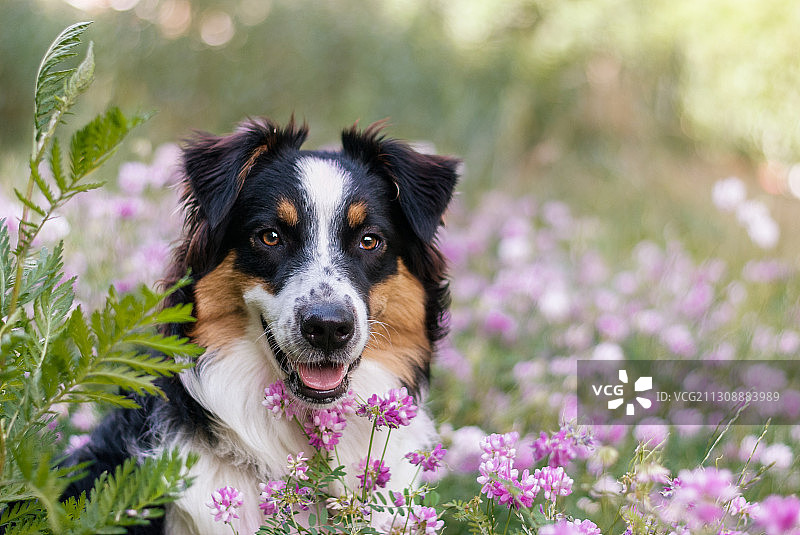 鲜花丛中的澳大利亚牧羊犬肖像图片素材