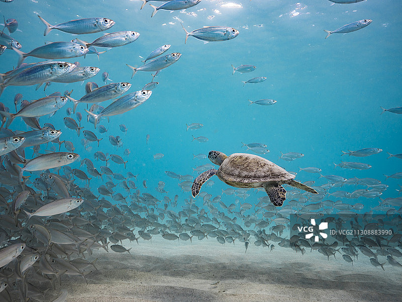 女子在海中游泳图片素材