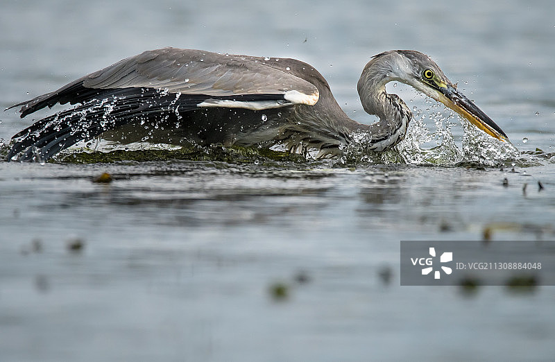 俄罗斯水面上的凤头鸊鷉图片素材