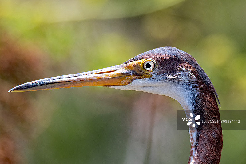 苍鹭特写，美国墨西哥湾群岛国家海岸图片素材