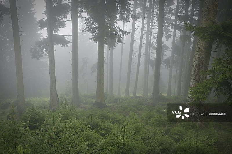 土耳其吉雷松森林中的树木图片素材