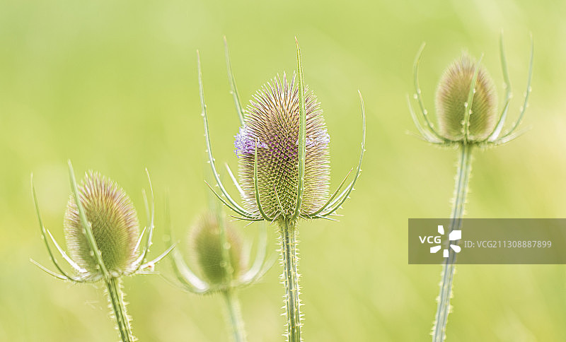 植物上的蓟花特写图片素材