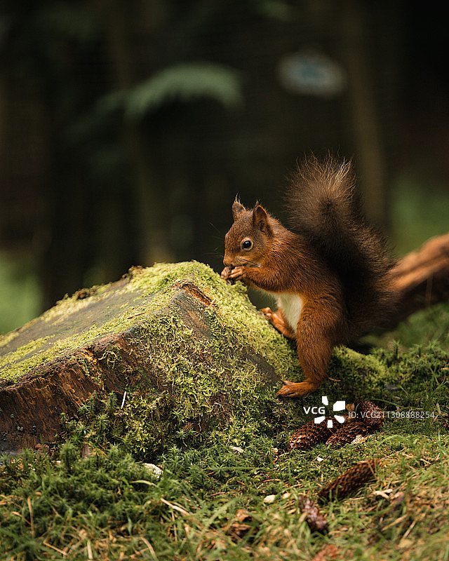 英国莱伯恩班布里奇岩石上的美洲红松鼠特写图片素材