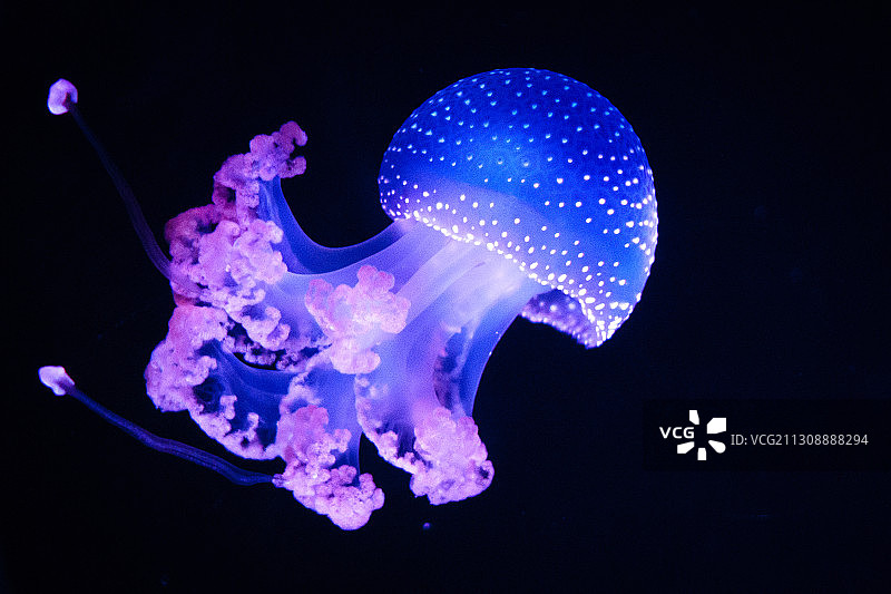 在西班牙马德里海中游泳的水母特写图片素材