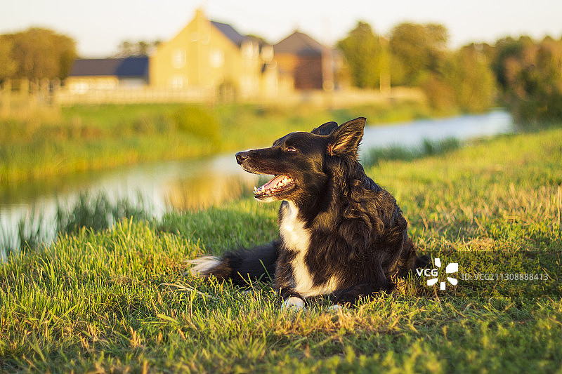 纯种柯利牧羊犬坐在草地上特写图片素材