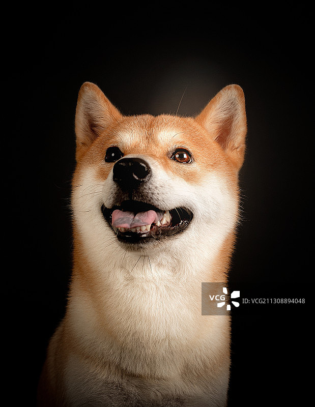 柴犬头像图片素材