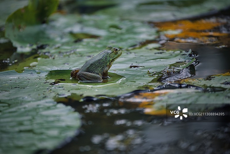 伊利诺伊州绍姆堡池塘中的青蛙高角度视图图片素材