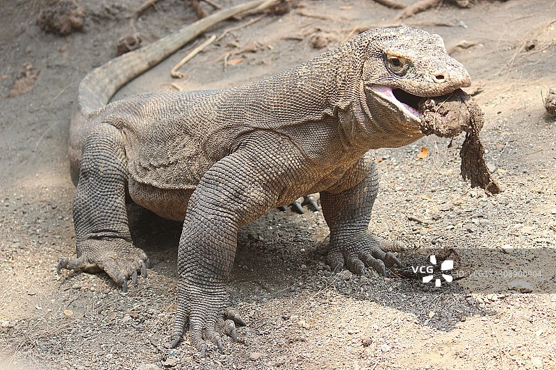 岩石上的鬣蜥特写，印度尼西亚东爪哇图片素材