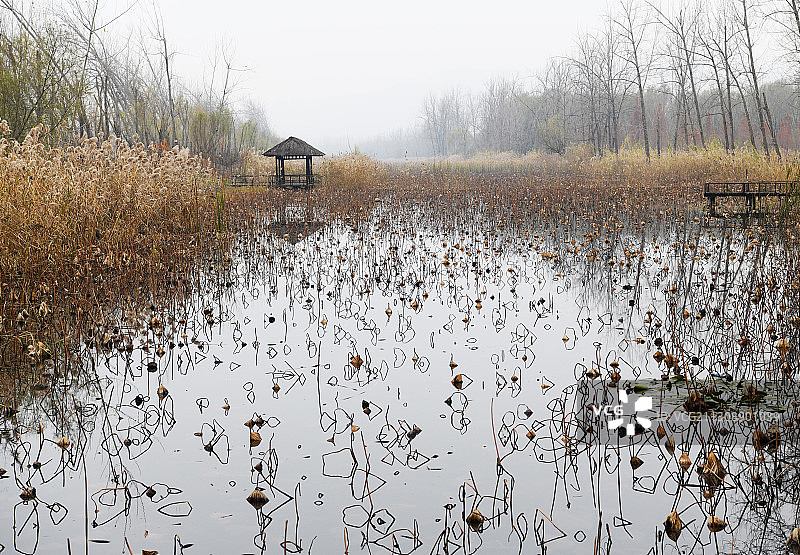 山东枣庄微山湖红荷湿地景区残荷疏影图片素材