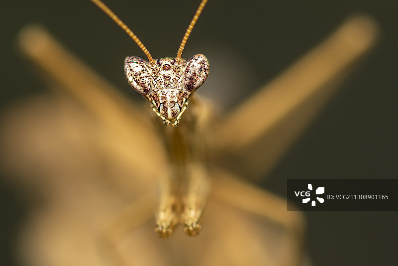 蝴蝶在花上的特写图片素材